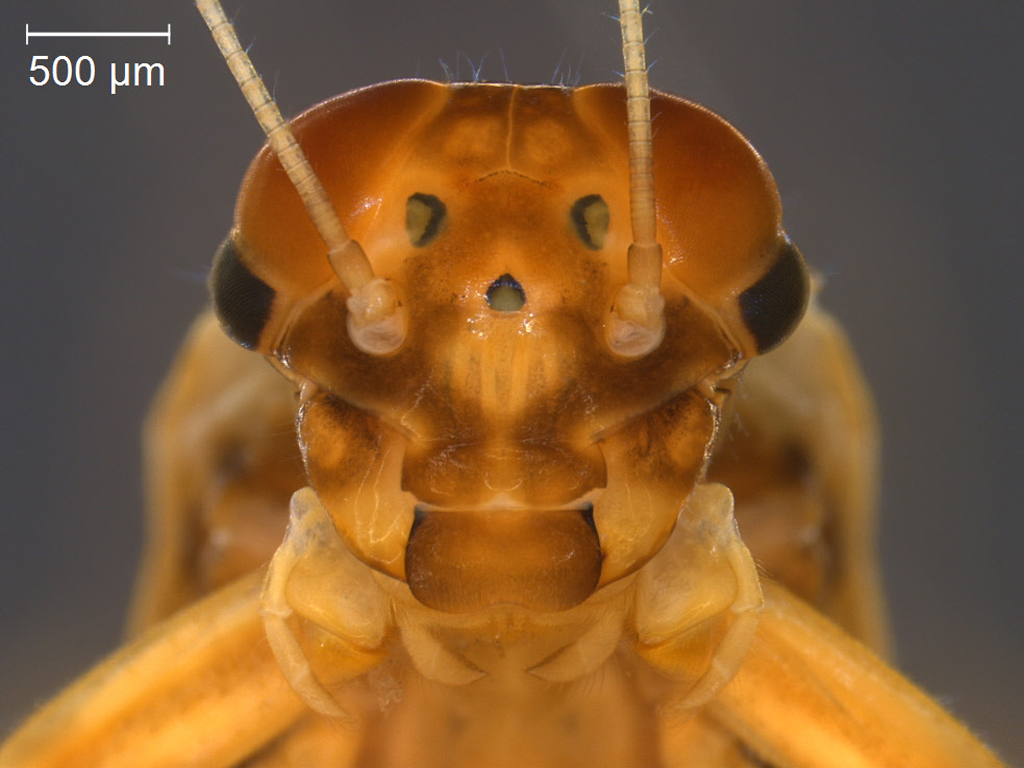 Leptophlebia marginata